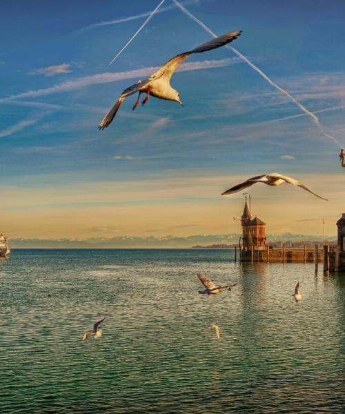 Möwen über dem Hafen von Konstanz - Bodensee - Deutschland