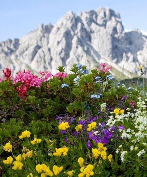 Alpenblumen vor einem Kalksteingipfel - Dachstein - Österreich