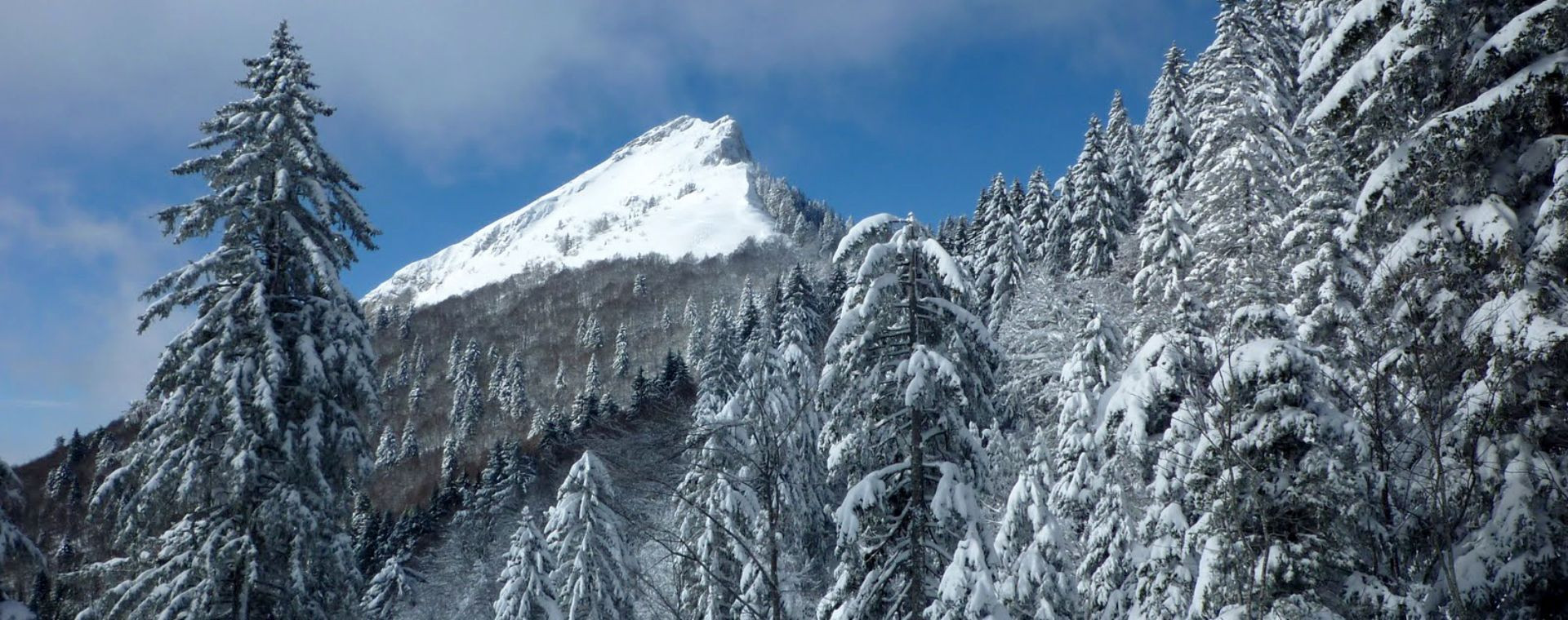 Verschneite Tannen und winterlicher Gipfel - Chartreuse-Massiv - Frankreich