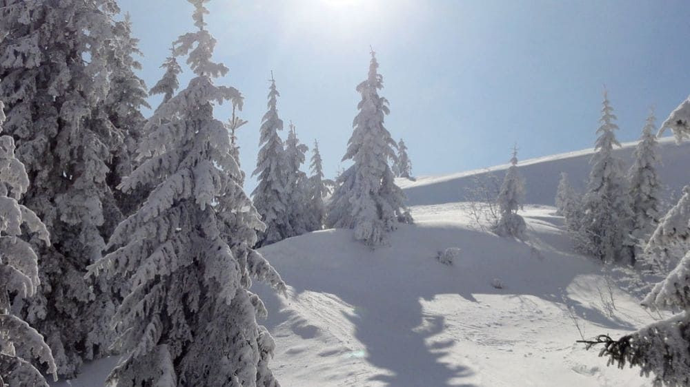 Verschneite Tannen im Schwarzwald - Deutschland