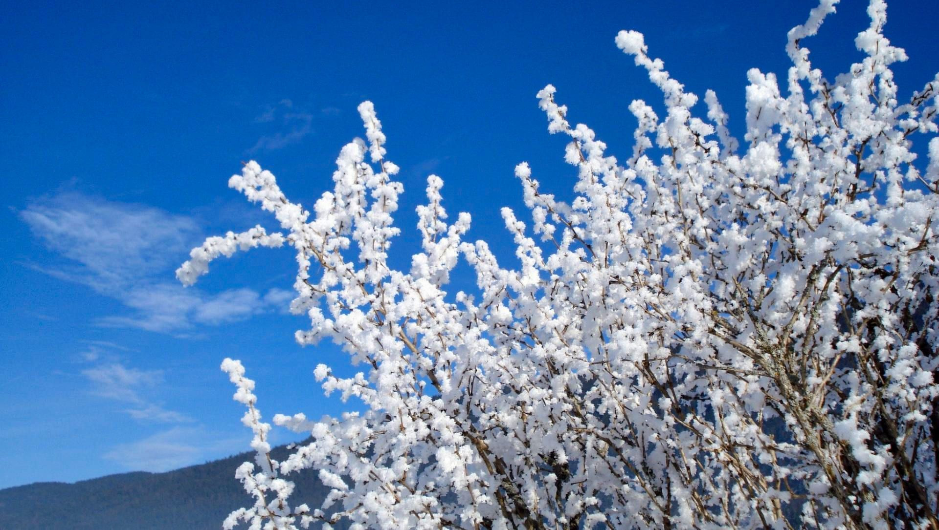 © Adobe Stock Von Schnee bereifte Vegetation unter blauem Himmel - Frankreich