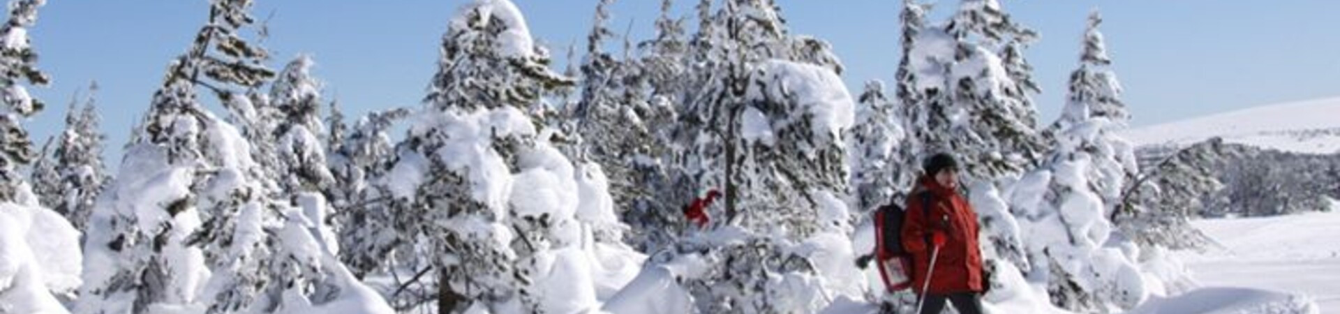 Schneeschuhwanderung zwischen verschneiten Bäumen - Cevennen - Frankreich