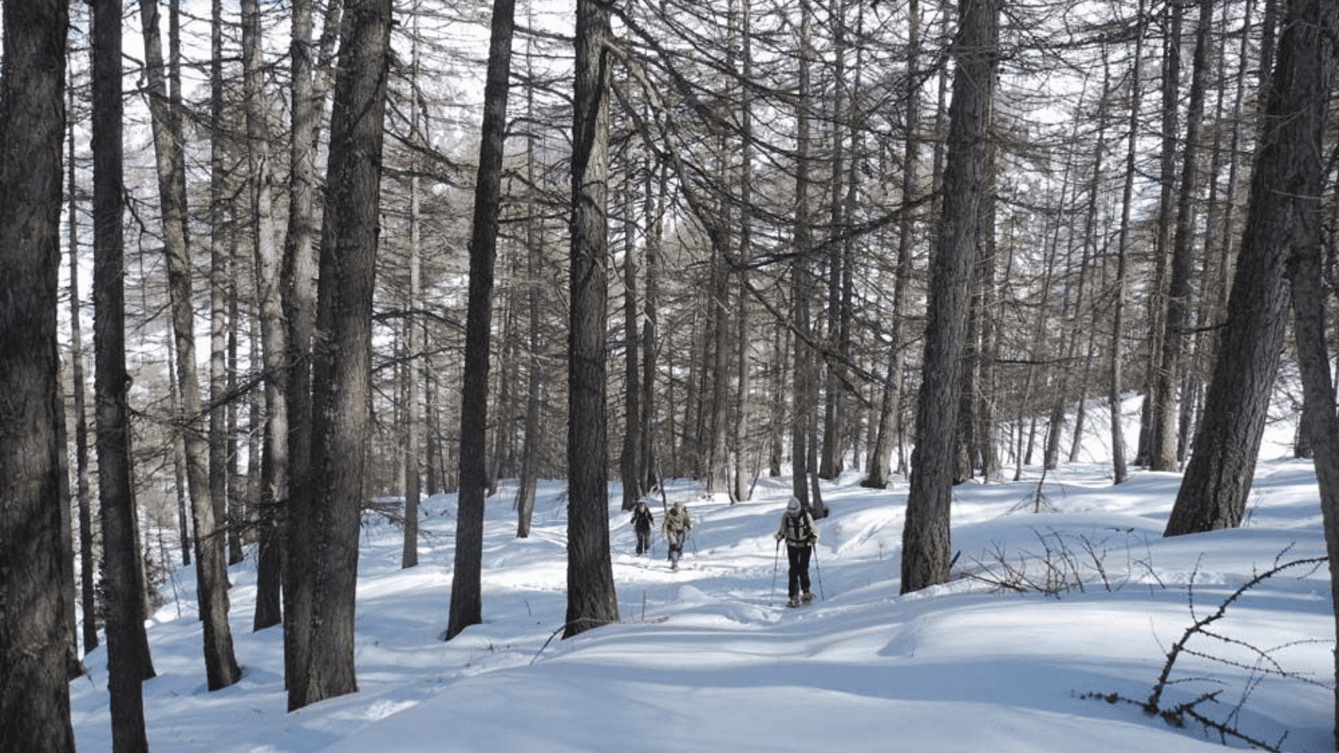 Schneeschuhwanderung im Lärchenwald - Queyras - Frankreich