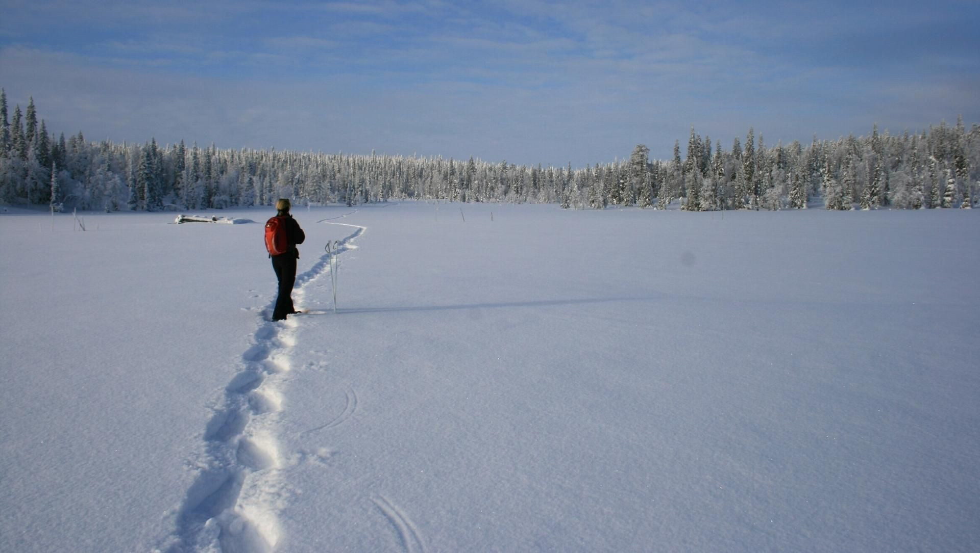 Wanderung durch den Schnee im borealen Wald - Finnisch-Lappland