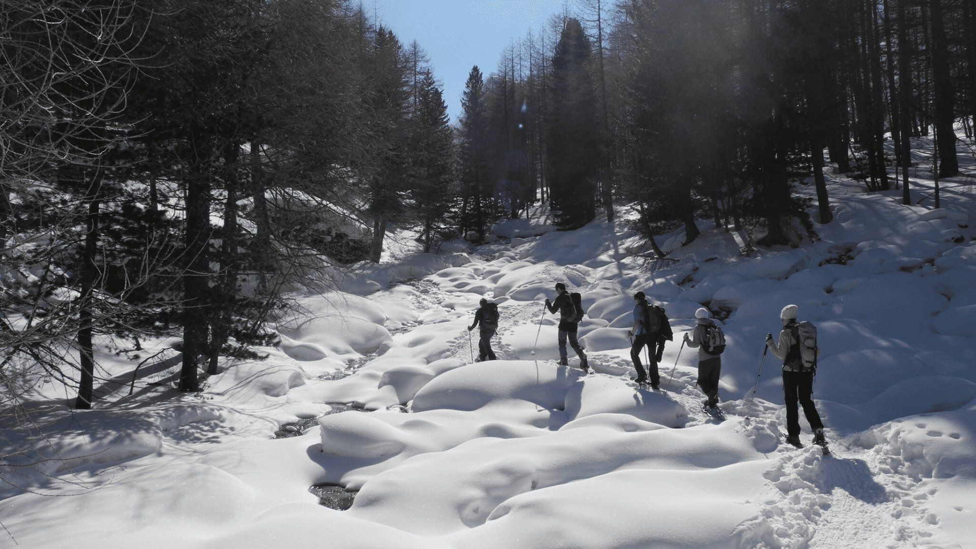 Schneeschuhwanderung im verschneiten Wald - Queyras - Alpen - Frankreich