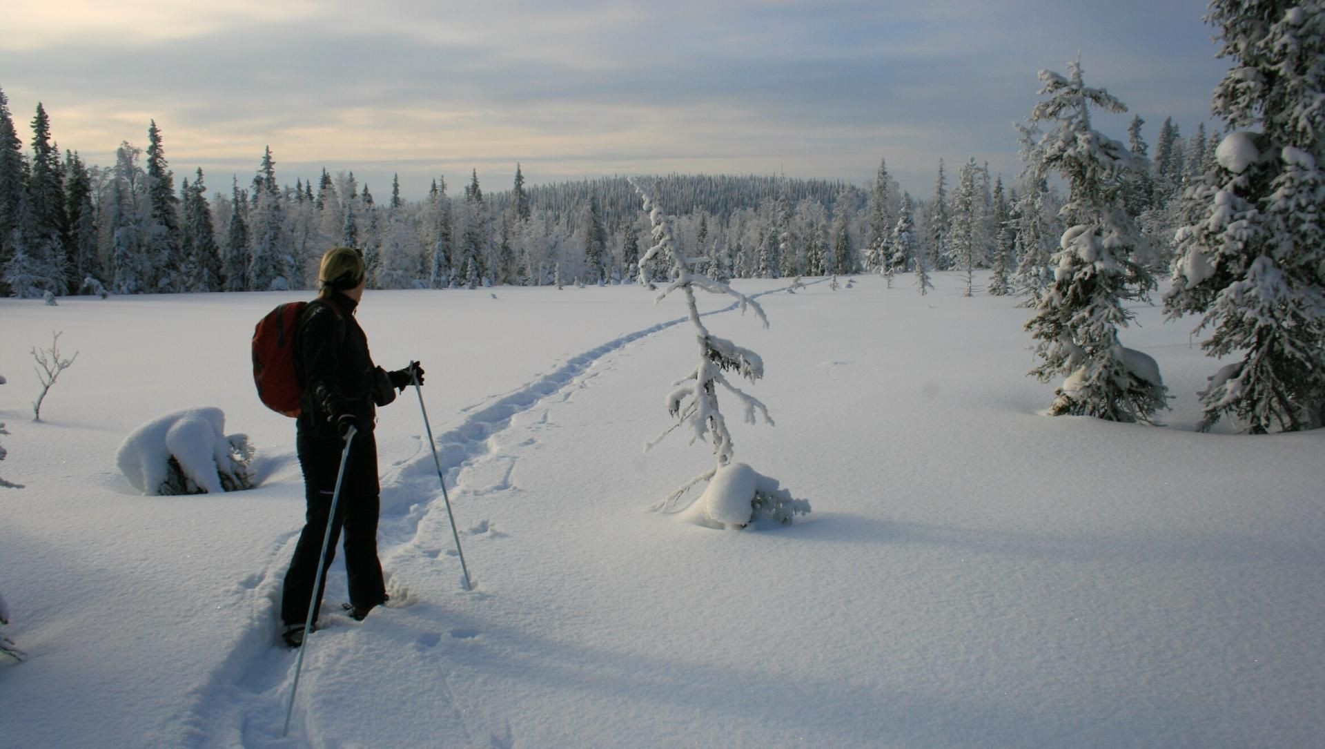 Schneeschuhwanderer im borealen Wald bei Dämmerung - Finnisch-Lappland