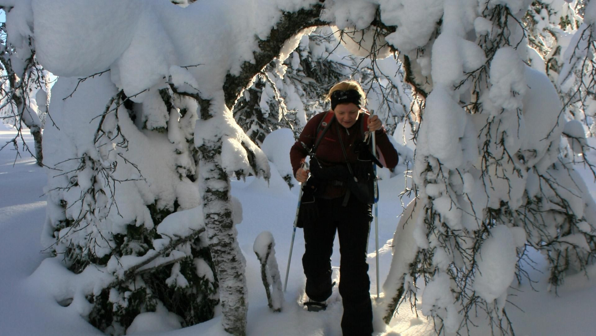 Schneeschuhwanderer unter verschneiten Bäumen im borealen Wald - Lappland - Finnland
