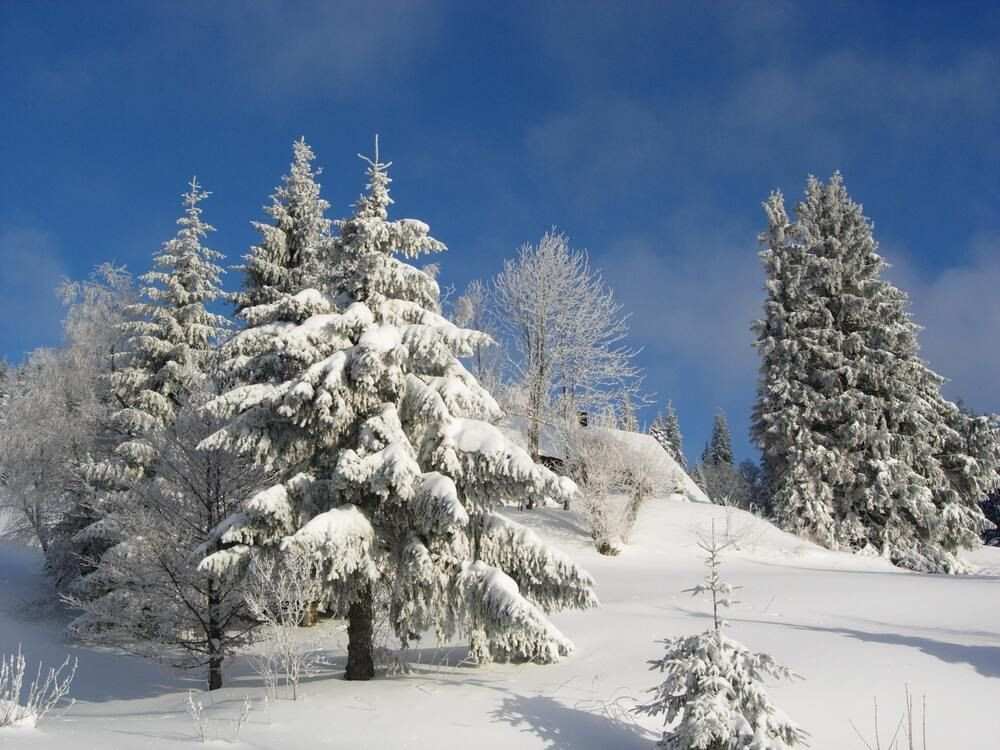 Verschneite Tannen - Schwarzwald - Deutschland
