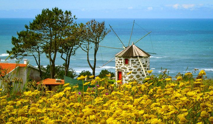 Traditionelle Windmühle und gelbe Blumen am Meer - Minho - Portugal