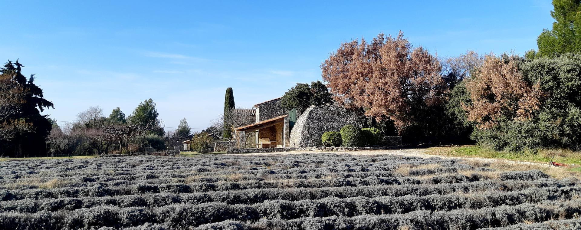 Lavendelfeld und Trockensteinhütte - Luberon - Provence - Frankreich