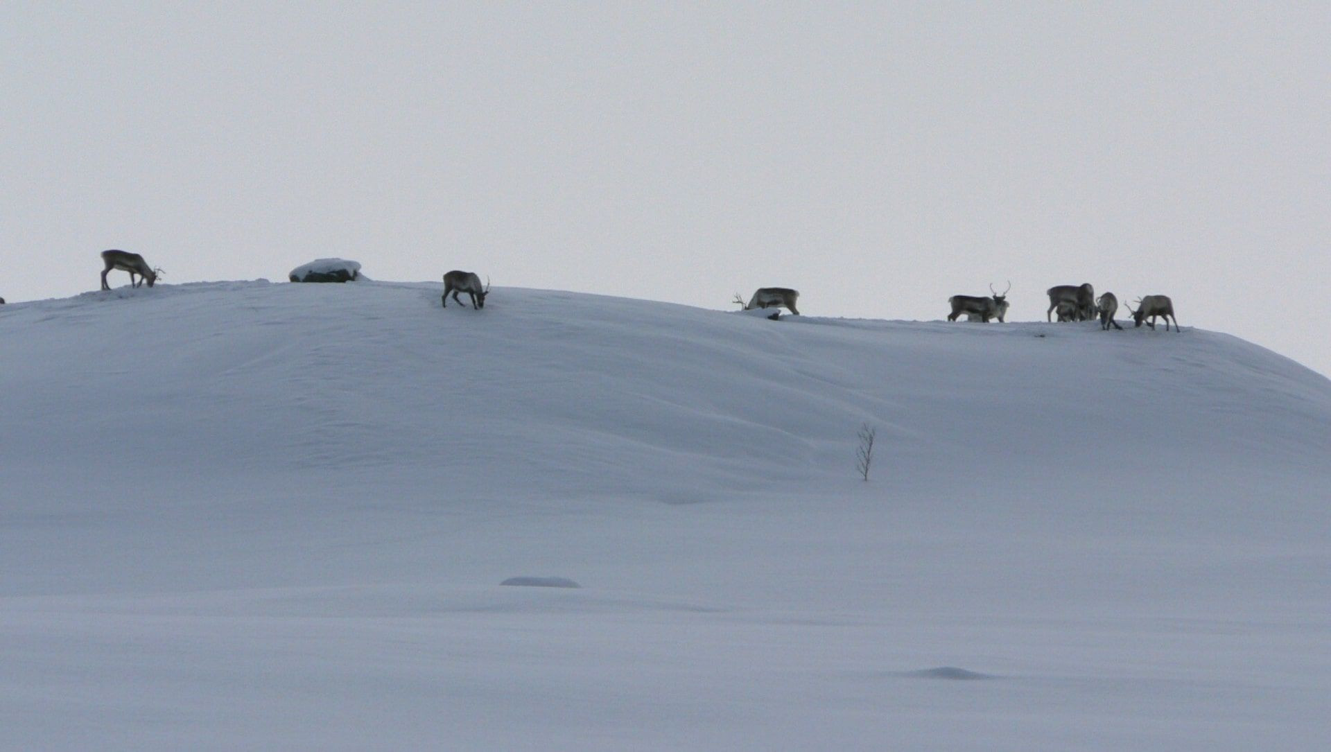 Rentierherde am Kungsleden in Schwedisch-Lappland - Lappland - Schweden