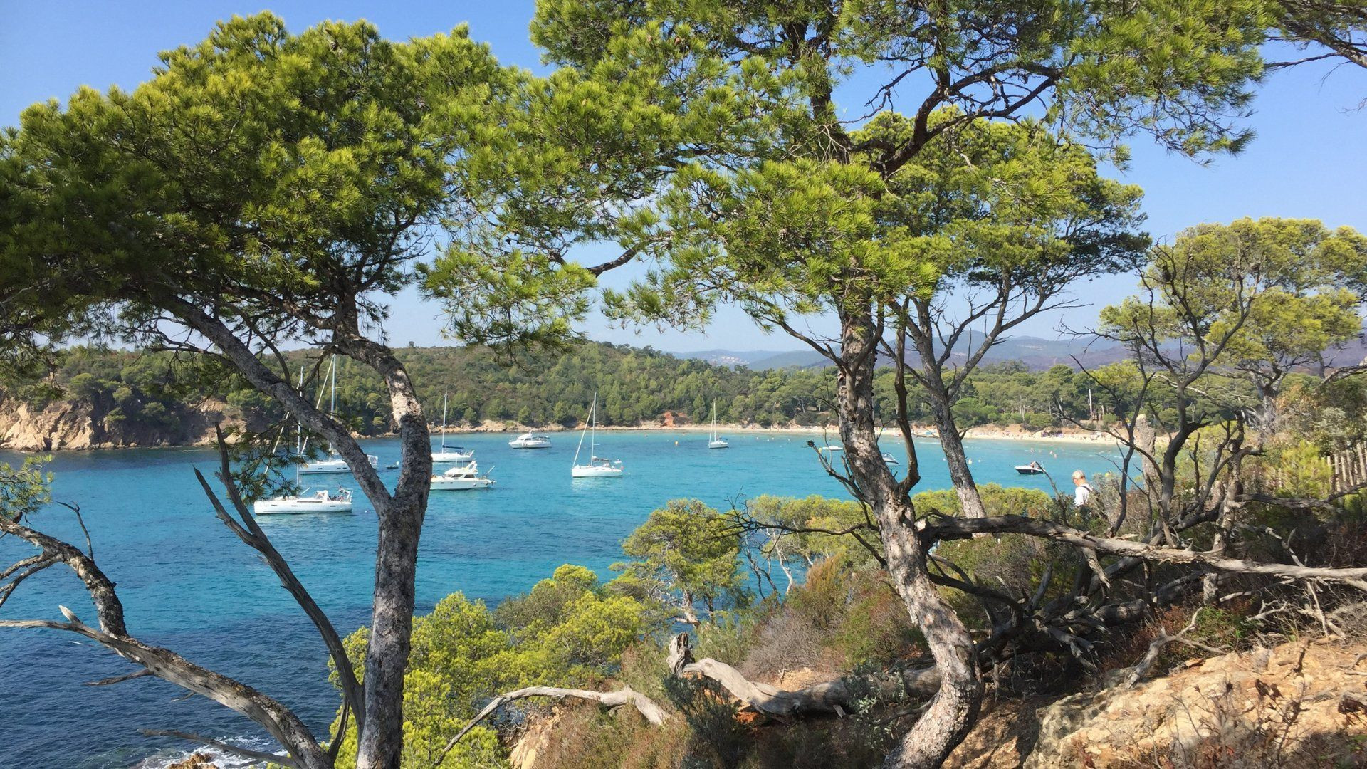Türkisfarbene Bucht und Segelboote zwischen Pinien - Insel Port-Cros - Var - Frankreich
