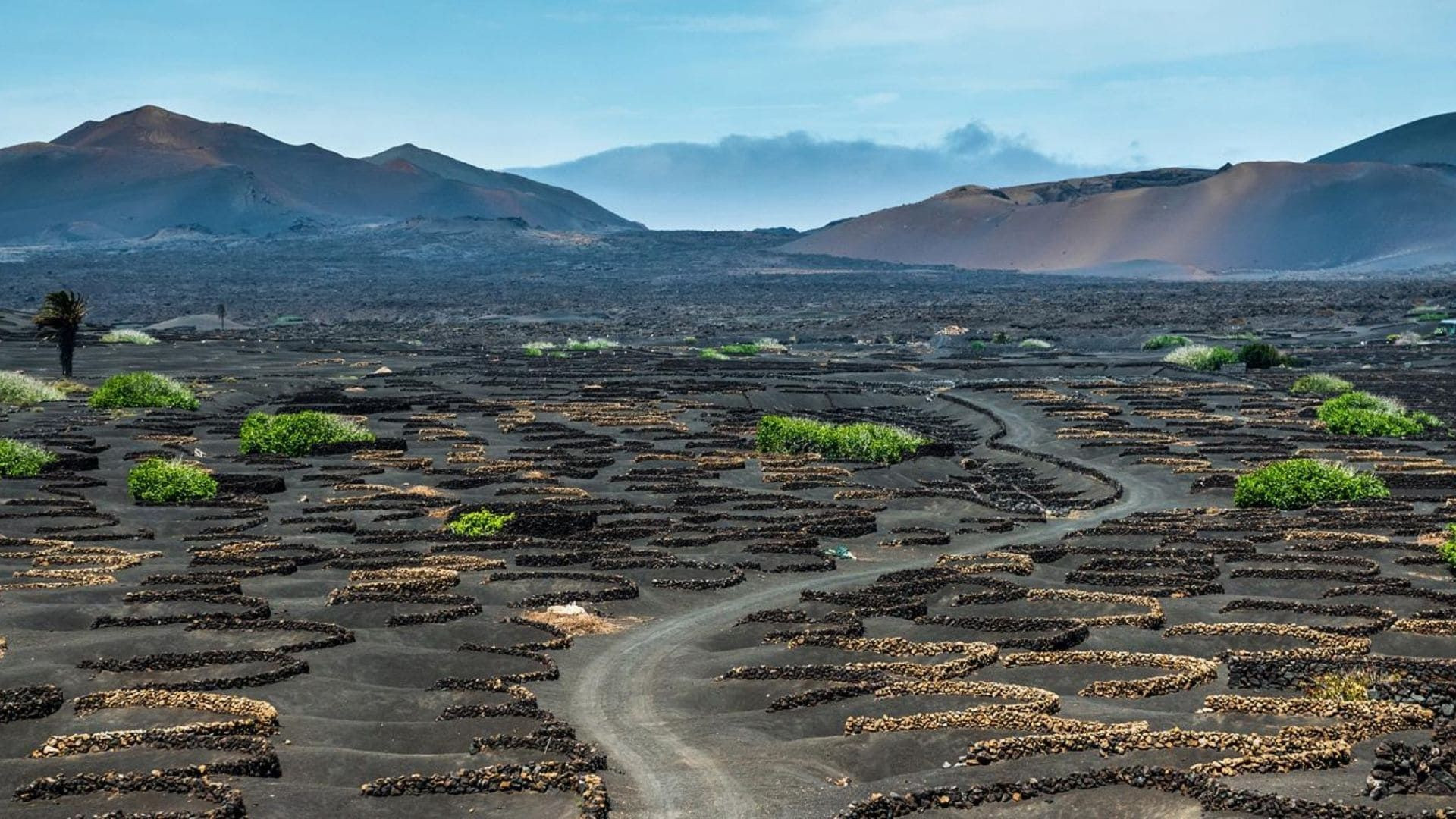 Vulkanische Weinberge von La Geria - Lanzarote - Kanaren - Spanien