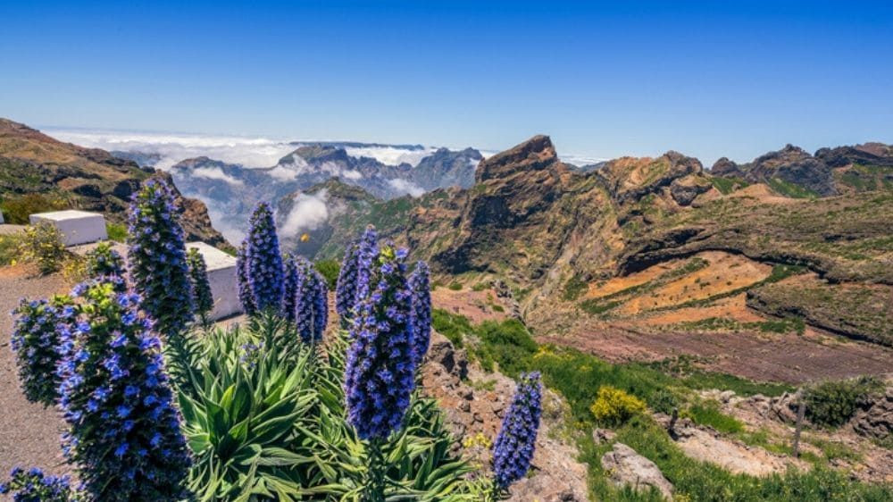 Blühende Natternköpfe und Berge vom Pico do Arieiro aus - Madeira - Portugal