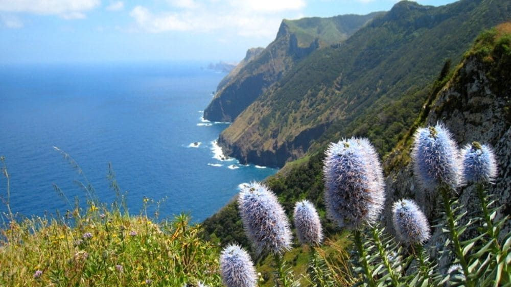 Küstenweg und blühende Klippen über dem Meer - Madeira - Portugal