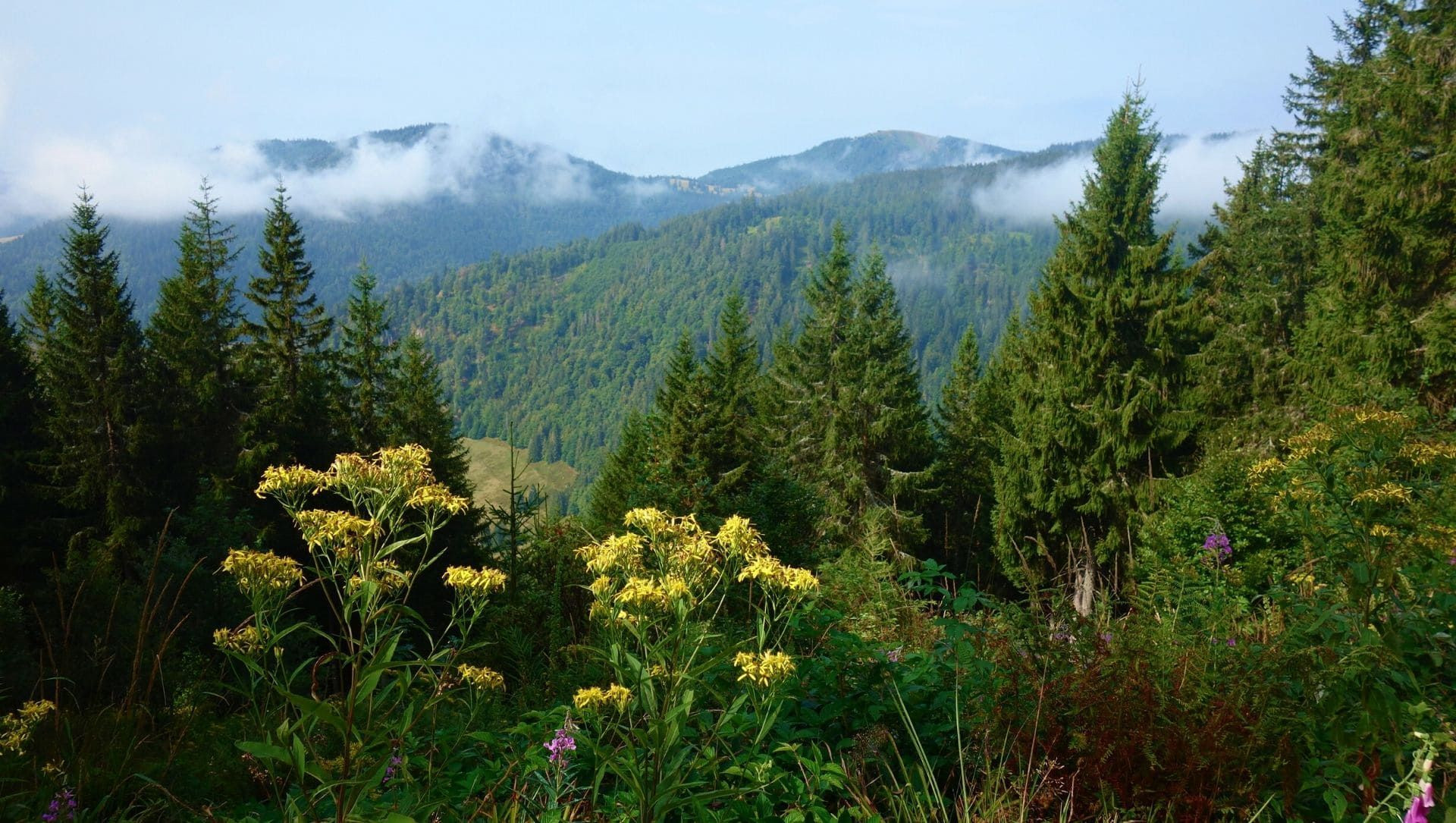 Blick auf die bewaldeten Gipfel des Schwarzwalds - Deutschland