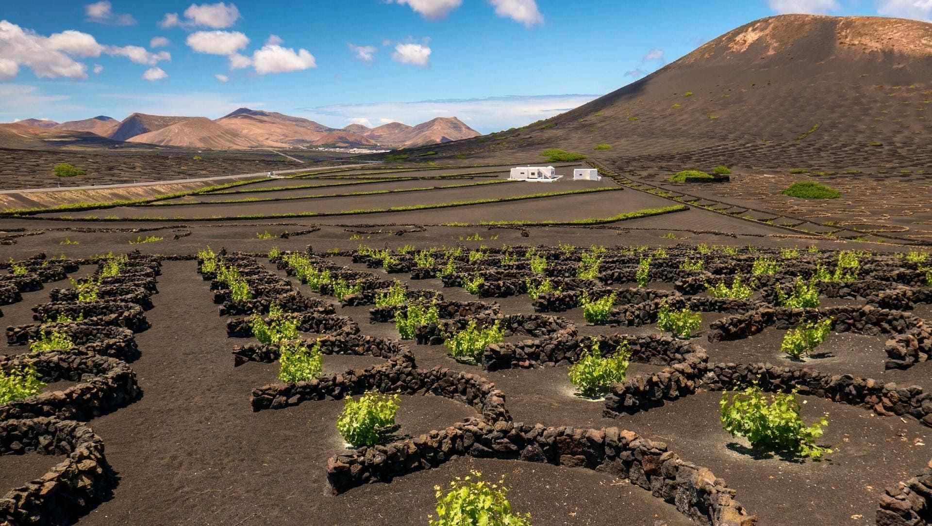 Weinreben in den Vulkanaschemulden von La Geria - Lanzarote - Spanien