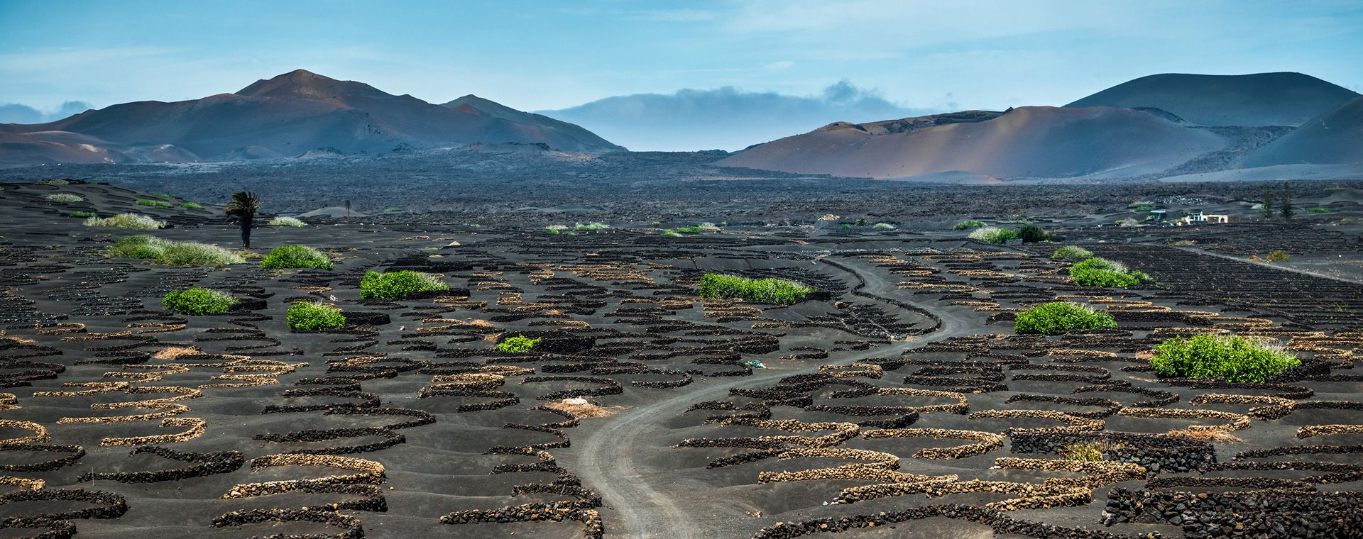 Vulkanische Weinberge von La Geria mit Blick auf die Vulkane - Lanzarote - Kanaren - Spanien