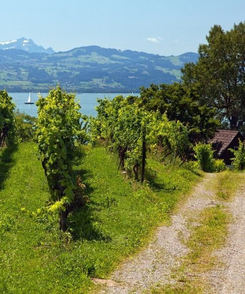 Weinberg nahe Lindau - Bodensee - Deutschland