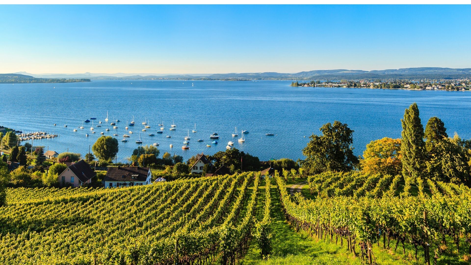 Weinberge oberhalb des Bodensees - Deutschland