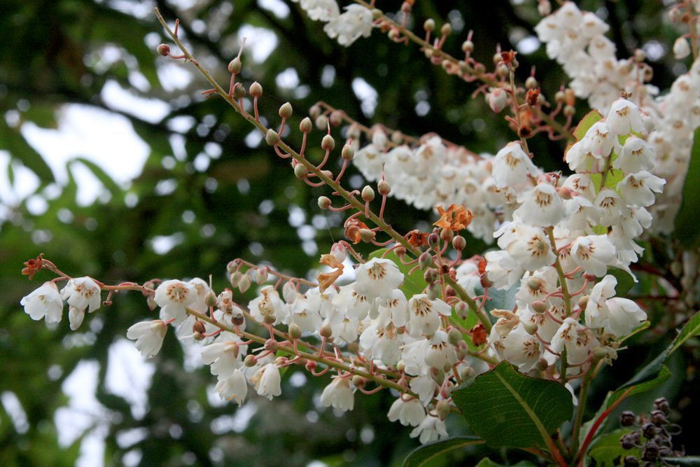 Die Blüten des Maiglöckchenbaums