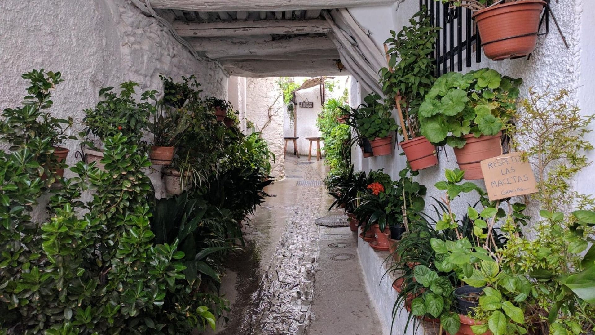 Weiß getünchte Gasse mit Topfpflanzen - Alpujarras - Andalusien - Spanien