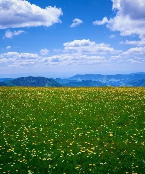 Blumenwiese auf dem Gipfel des Feldbergs - Schwarzwald - Deutschland