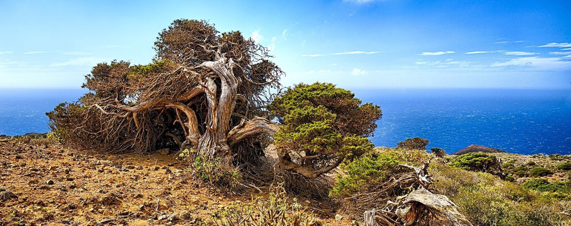 Vom Wind geformter Wacholderbaum - El Sabinar - El Hierro - Kanaren