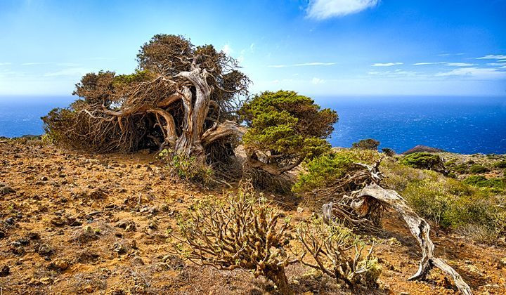 Vom Wind geformte Bäume in El Sabinar - El Hierro - Kanarische Inseln