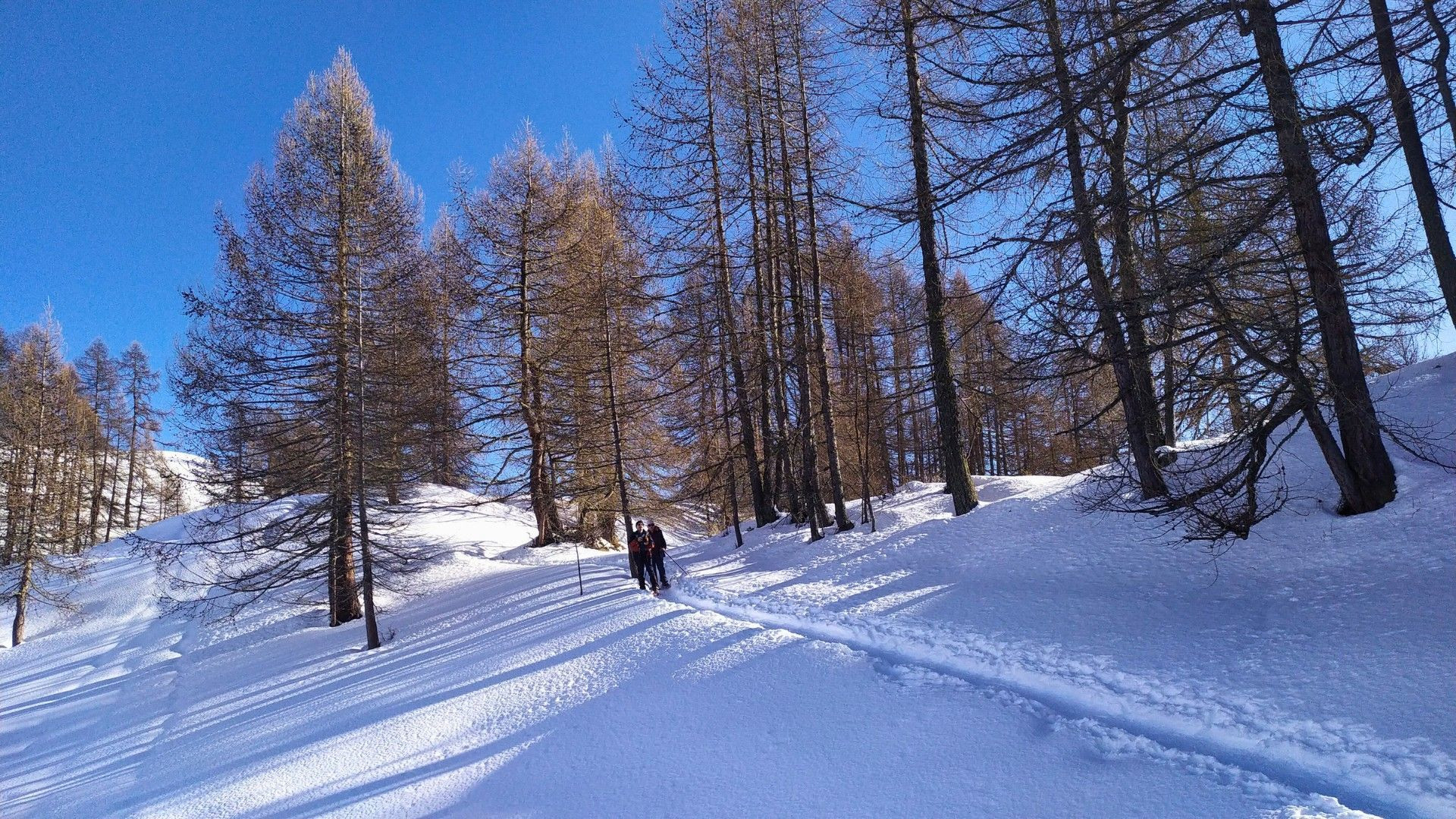 Winterwanderung durch einen verschneiten Lärchenwald - Alpen